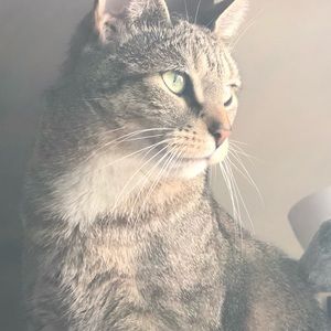 Meet your Posher, Perla